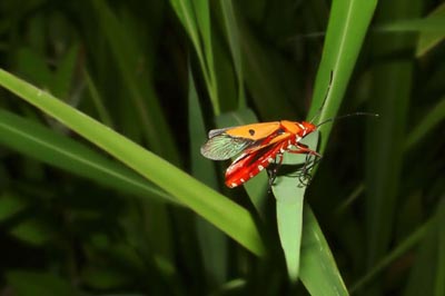 Chen Dacheng’s Photography