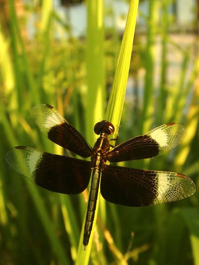 Chen Dacheng’s Photography